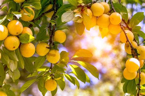 Yellow Plums Everything You Need To Know Minneopa Orchards 2022