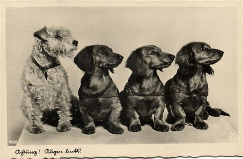 1930 Doxie Dogs Little Brothers Vintage Dog Puppies For Sale Jack