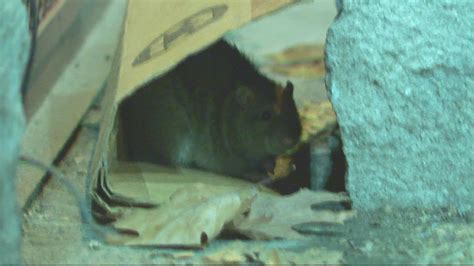Neighbors Fed Up With Rats In Dc
