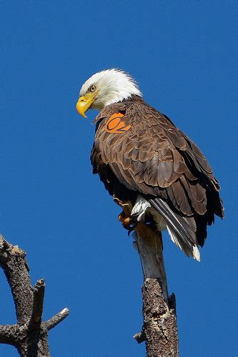 6,357,014 likes · 11,845 talking about this. Bald Eagles Making a Comeback | USDA