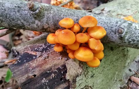 Lots Of Orange Mycena Mushrooms Are Coming Out In Nw Pa Rmycology