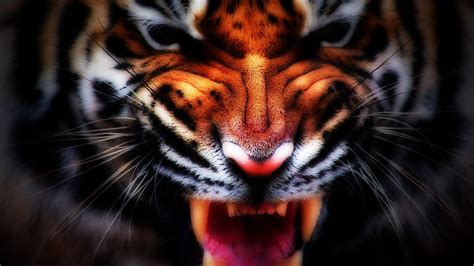 Angry Tiger Eyes Wallpapers Top Free Angry Tiger Eyes Backgrounds