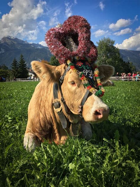 A Cow Laying In The Grass With A Wreath On Its Head