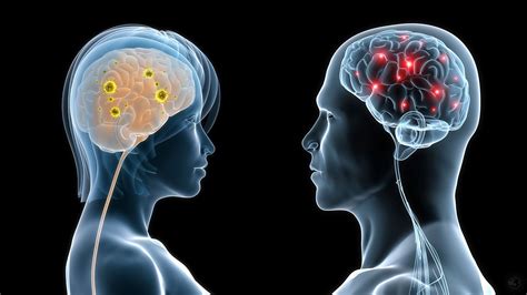Scientists Explain 5 Differences Between The Male And The Female Brain Brain Size White