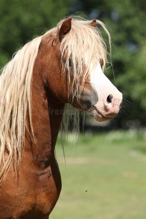 Portrait Of Welsh Mountain Pony Stallion On Pasturage Stock Photo