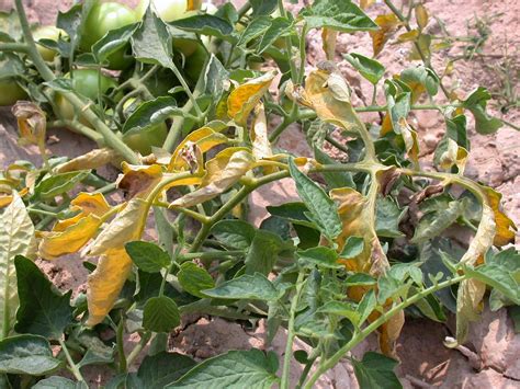 Lycopersici (fol), caused no symptoms and the fungus was not recovered from any part of the plant. Control your pests & diseases - Melon - Fusarium wilt ...