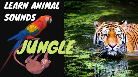 Learn Animal Sounds Jungle Youtube