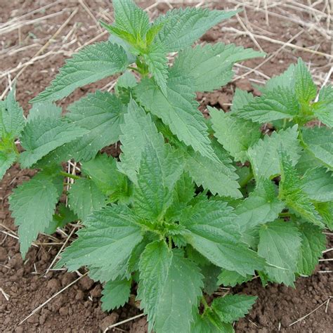 Check spelling or type a new query. Stinging Nettle (Organic) - Adaptive Seeds