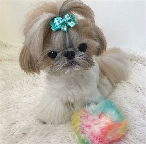 So Cute In 2023 Shih Tzu Shih Tzu Puppy Shih Tzus