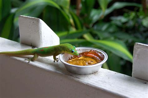 What Do Geckos Eat Exploring The Diet Of Geckos Reptiles Life
