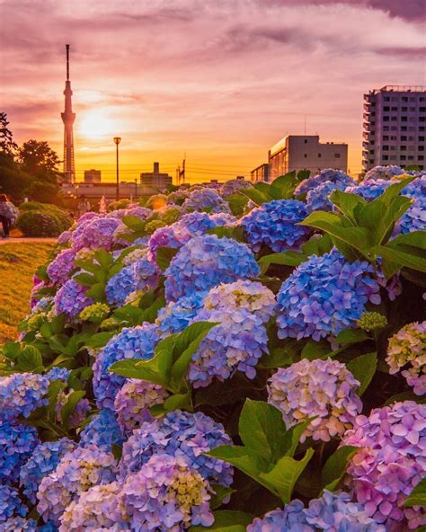 Hydrangea Sunset In Tokyo Japan Blue Hydrangea Wedding Hydrangea