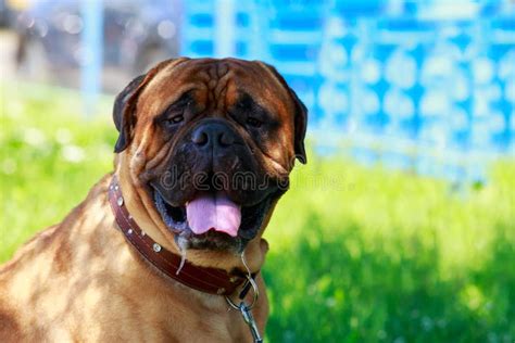 Dog Breed Bullmastiff Stock Image Image Of Breed Bullmastiff 98139395