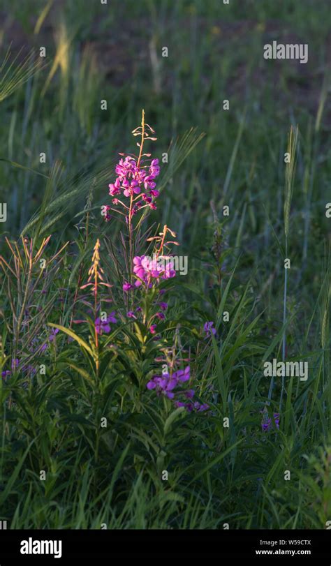 Wild Alaskan Fireweed Stock Photo Alamy