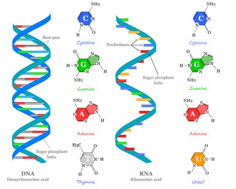 Nucleic Acids Dna And Rna Structure Sequence Function