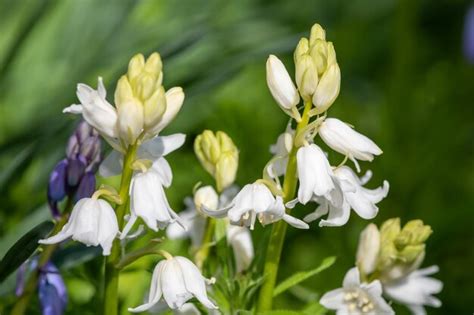 Premium Photo Close Up Of White Spanish Bluebell Hyacinthoides