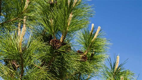 Ponderosa Pine Care And Growing Guide Tips For These Trees Gardeningetc