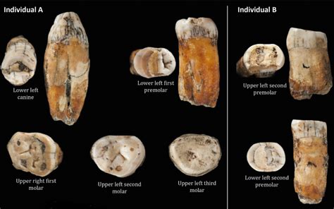 ancient teeth suggest breeding between neanderthals and modern humans ucl news ucl