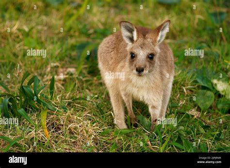 Eastern Grey Kangaroo Macropus Giganteus On Meadow Very Cute Animal