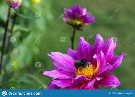 Purple Dahlia Flower Growing Outdoors In Sunny Day In Autumn Time With