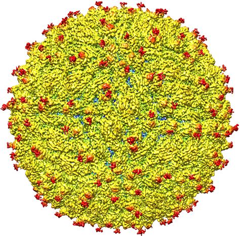 A Representation Of The Surface Of The Zika Virus A Repres Flickr
