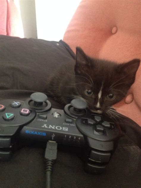 Cats With Controllers