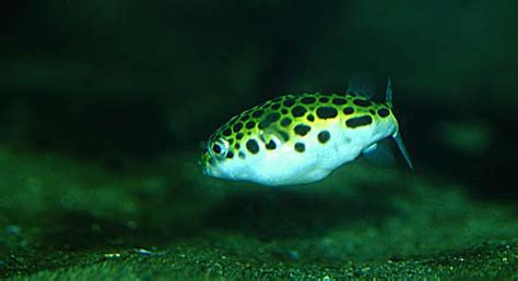 Tetraodon Fluviatilis Green Puffer — Seriously Fish