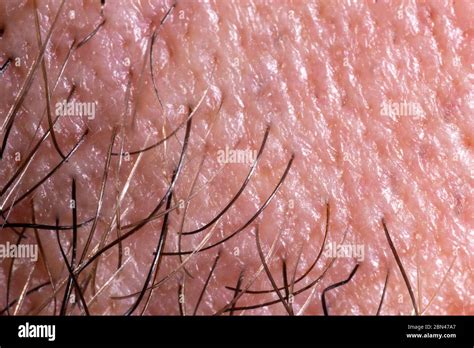 Human Skin Texture With Pores And Hair Extreme Close Up Macro Shot