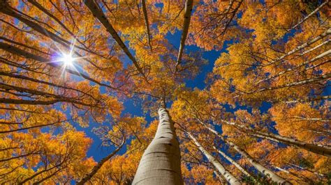 How To Grow And Care For An Aspen Tree