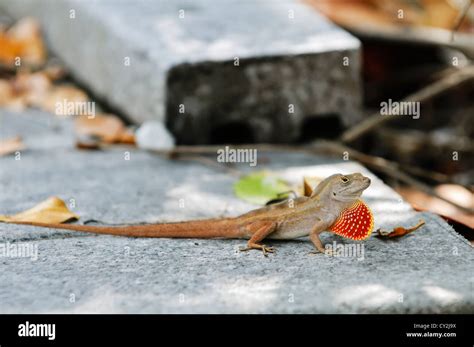 Crested Anole Lizard Hi Res Stock Photography And Images Alamy
