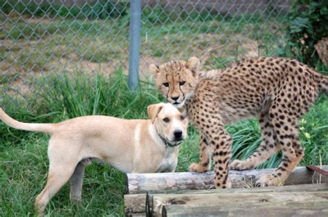 Anxious Cheetah And His Loving Support Dog Make The Cutest Pair And The