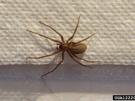 Scary Michigan Spiders Brown Recluse 4 Others To Watch For