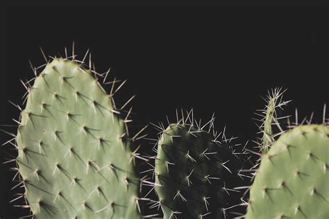 Close Up Photo Of Three Green Cactus Plants · Free Stock Photo