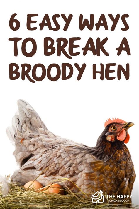 6 Easy Ways To Break A Broody Hen The Happy Chicken Coop