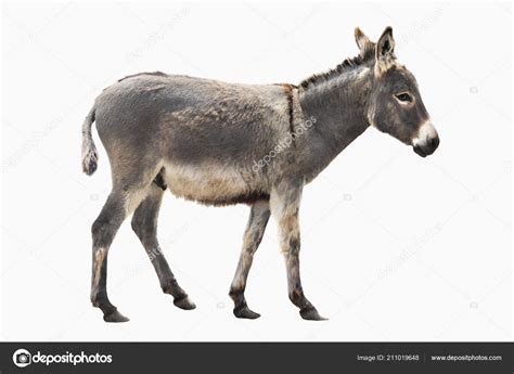Donkey Isolated White Background Stock Photo By ©bazil 211019648
