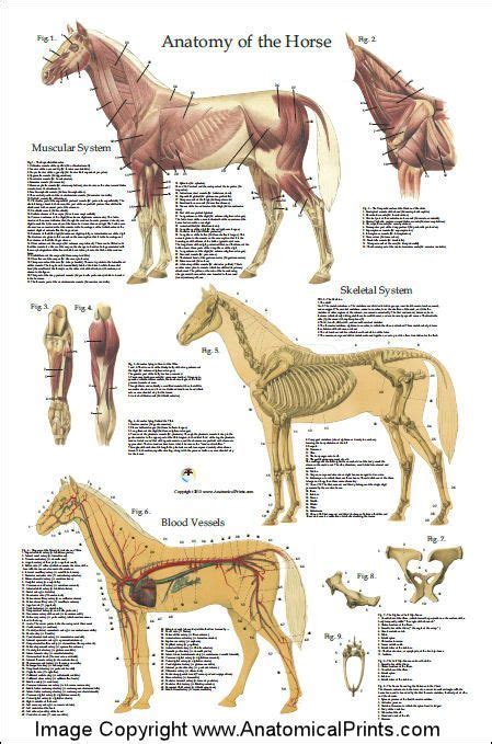 Horse Anatomy Poster 24 X 36 Horse Anatomy Anatomy Horse Care