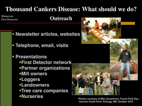 Ppt Thousand Cankers Disease Powerpoint Presentation Free Download