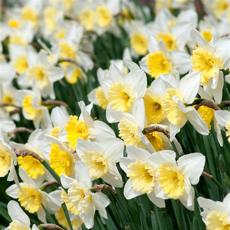 Daffodil Bulbs Colorblends Wholesale Flower Bulbs From Holland