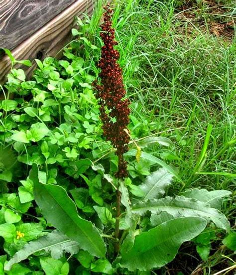 17 Edible Weeds With Extraordinary Health Benefits In Your Garden