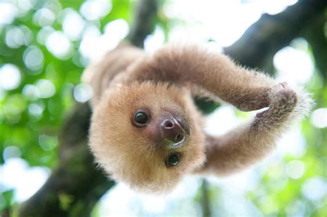 Wildlife Rescue And Release Sloth Love In Costa Rica Cosmic Sister