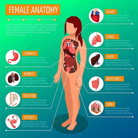 Layout Infografico Di Anatomia Femminile Con Posizione E Definizioni