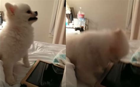 If the advertiser makes excuses why you cannot see the puppies mum, please walk away and report them to us. This Pomeranian Has The Most Hilarious Sneeze Ever | Dog lovers, Pomeranian, Hilarious
