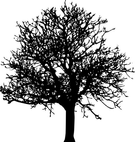 45 Tree Silhouettes Png Transparent Background