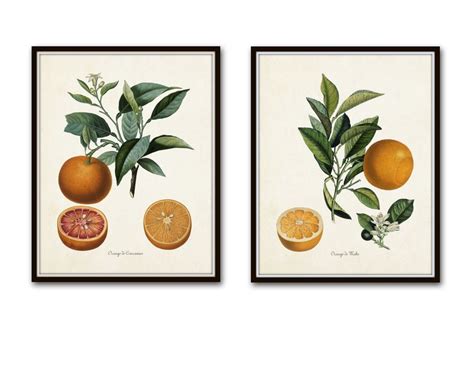Vintage Citrus Orange Botanical Print Set Giclee Canvas Prints