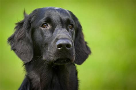Black Golden Retriever Dog Breed Stunning Facts Origin And History