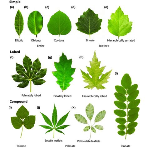 Examples Of Diverse Shapes And Features Of Eudicot Leaves A Quercus