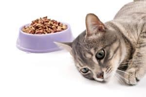Is your cat throwing up but acting normal? Cat throwing up food but acting normal! All you need to know!