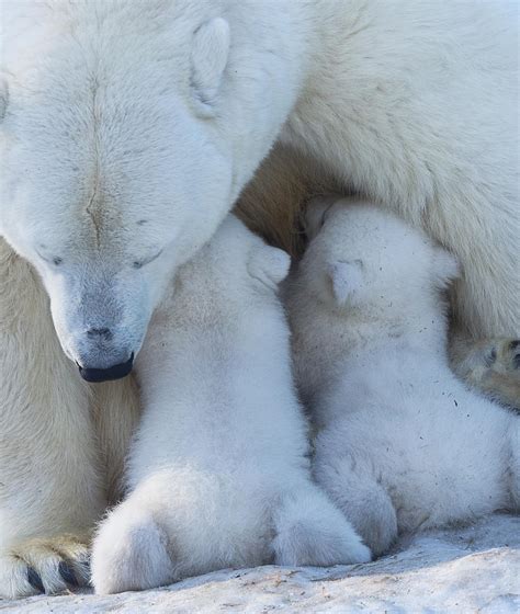 Polar Bear Mom Feeding Twins Cub Photograph By Anton Belovodchenko