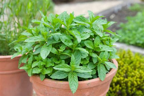 Does Mint Grow Back Every Year