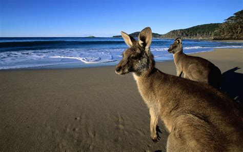 ✓ free for commercial use ✓ high quality images. Kangaroo Wallpapers Images Photos Pictures Backgrounds
