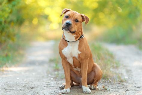 It is said that this breed is extremely aggressive. The American Staffordshire Terrier - Dogs Love Us More